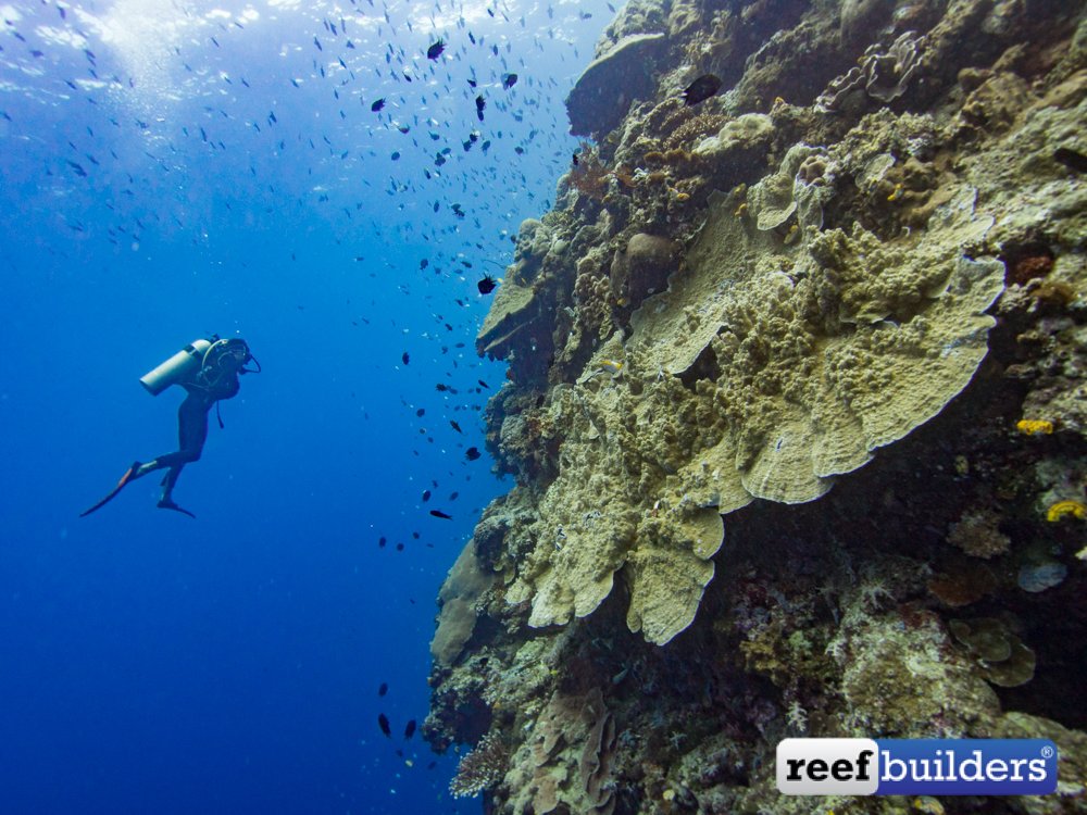 수중 산호 절벽 (Vertical Coral Wall)